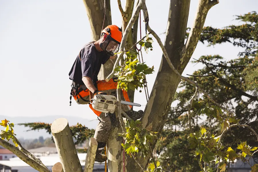 How Tree Climbing Improves Precision In Tree Trimming in Simi Valley, CA
