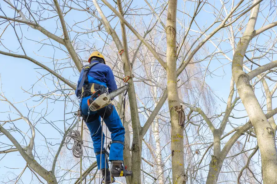 Tree Climbing Techniques Used For Large Tree Removal Simi Valley, CA