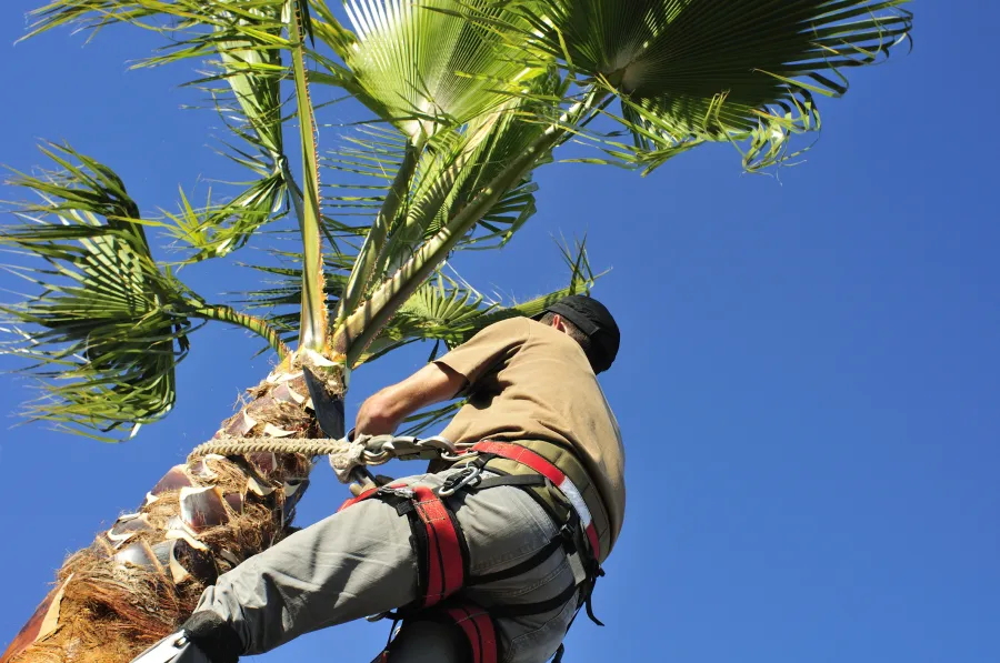 Tree Climbing Techniques Used For Large Tree Removal in Simi Valley, CA