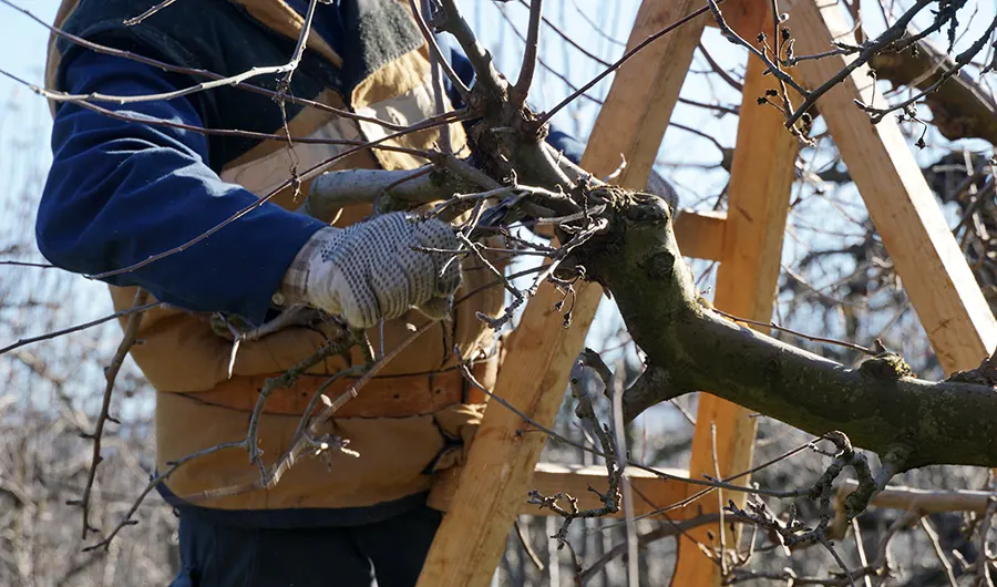 Affordable Tree Service