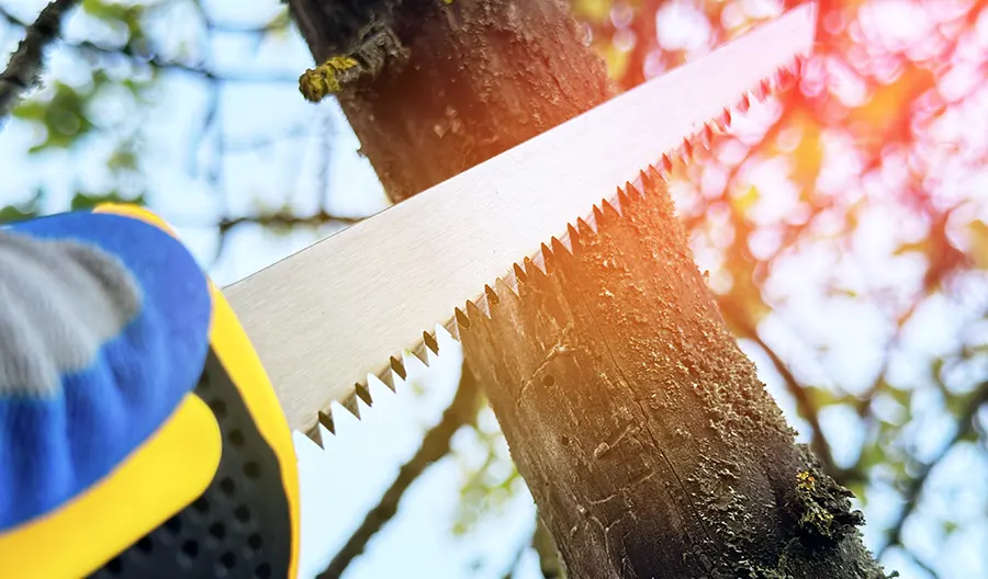 Professional Tree Service in Simi Valley, CA