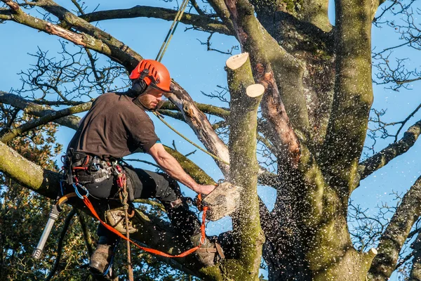 Tree Climbing