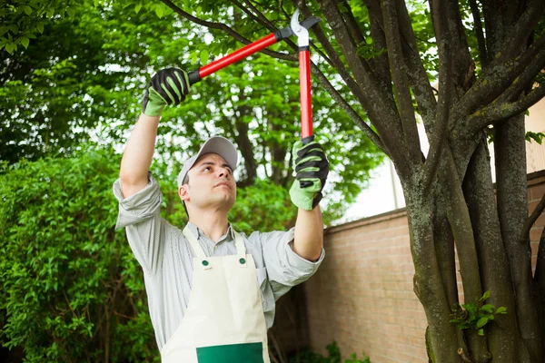 Tree Planting Service