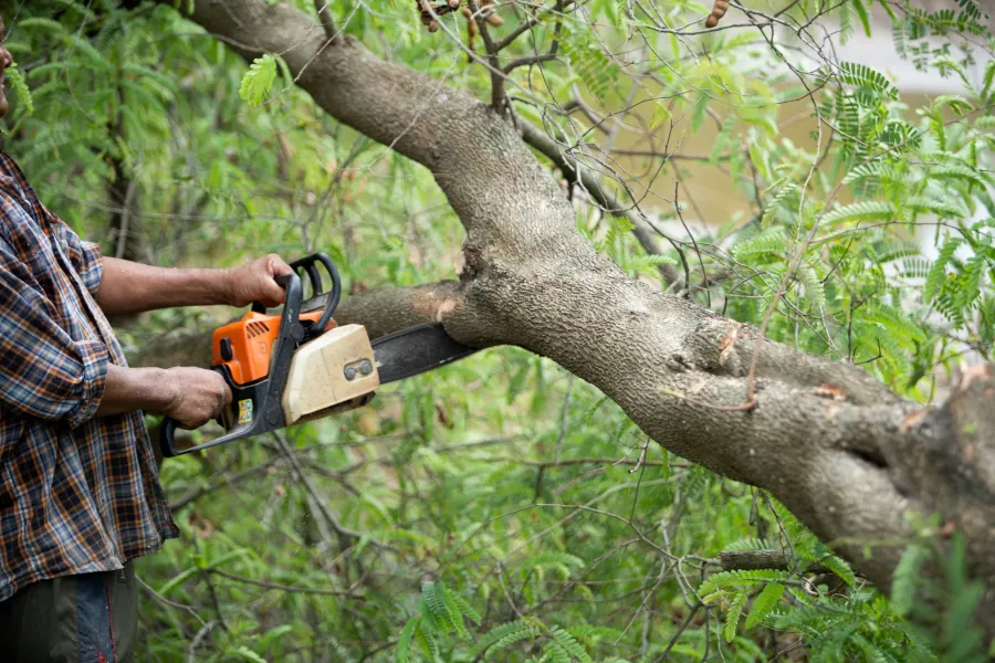 Tree Removal Services